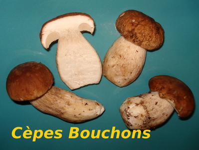 Cpes - Bouchons -- 02/12/13