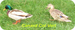 Canard -- 26/05/08