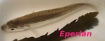 �perlan -- 18/04/10