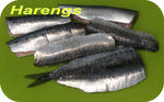 Hareng -- 14/11/09