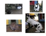 Lapin -- 17/07/07