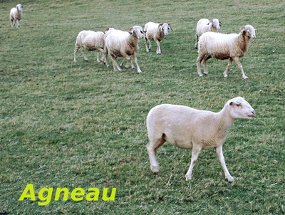 Agneau -- 05/12/16