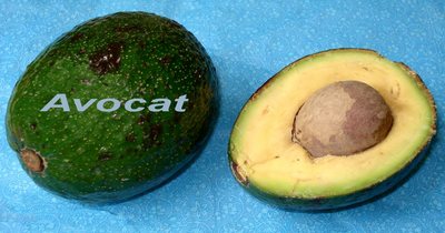 Avocat -- 07/06/07