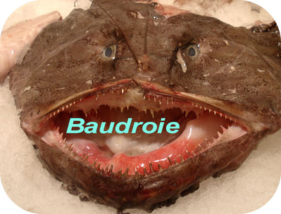 Baudroie -- 22/06/08