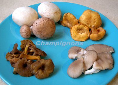 Champignon -- 19/07/07