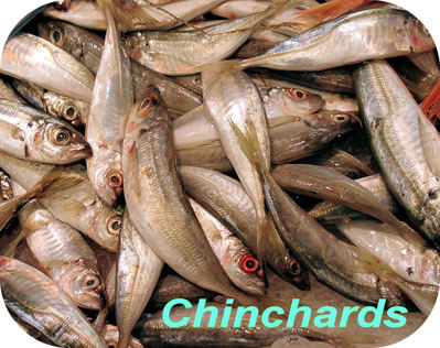 Chinchard -- 09/05/09