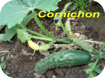 Cornichon -- 10/10/09