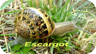 Escargot -- 18/08/08