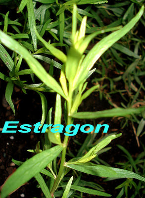 Estragon -- 27/05/08