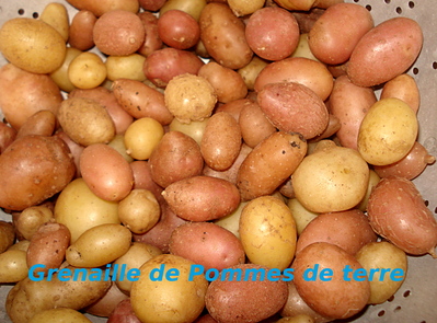 Grenaille de Pommes de terre -- 11/09/13