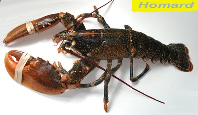 Homard -- 18/05/07