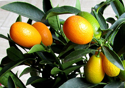 Kumquat -- 08/02/07