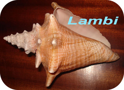 Lambi -- 17/05/08