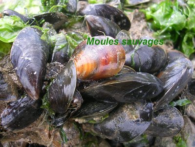 Moule -- 29/12/06