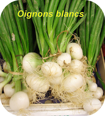 Oignons blancs -- 19/03/12