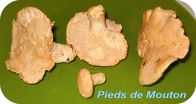 Pied de Mouton -- 25/09/14