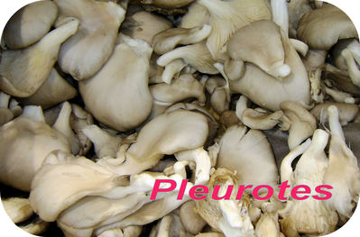 Pleurote -- 13/09/08