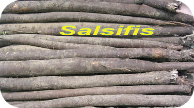 Salsifis -- 21/04/08