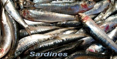 Sardine -- 21/04/07