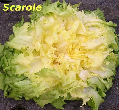 Scarole -- 12/10/10