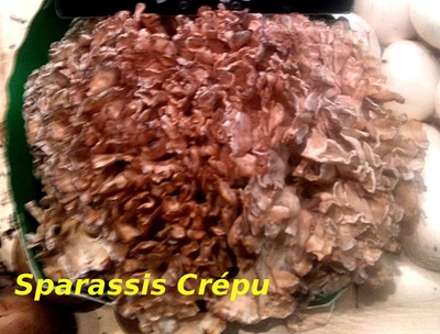 Sparassis crpu -- 17/09/12