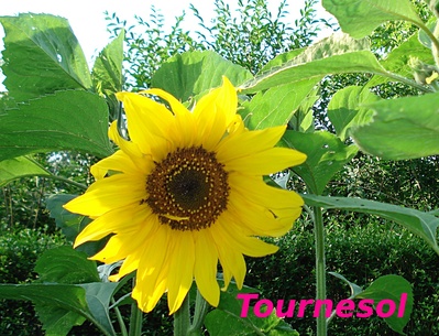 Tournesol -- 21/11/12