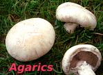 Agaric Champtre -- 01/02/15