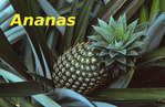 Ananas -- 18/02/10