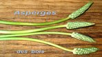 Asperge des Bois -- 31/05/08