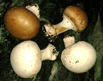 Champignon de Paris -- 06/03/15