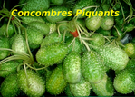 Concombre Piquant -- 27/02/14