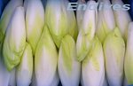 Endive -- 03/03/07