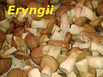 Eryngii -- 26/03/14