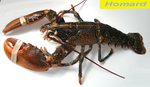 Homard -- 18/05/07