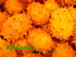 Kiwano -- 15/01/12