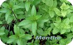 Menthe -- 01/08/07