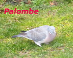 Palombe -- 28/03/16