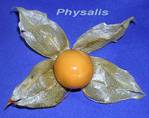 Physalis -- 17/01/07