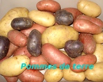 Pomme de terre -- 23/08/12