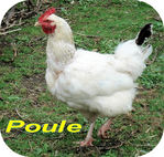 Poule -- 17/09/08