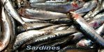 Sardine -- 21/04/07