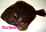 Turbot -- 07/09/12